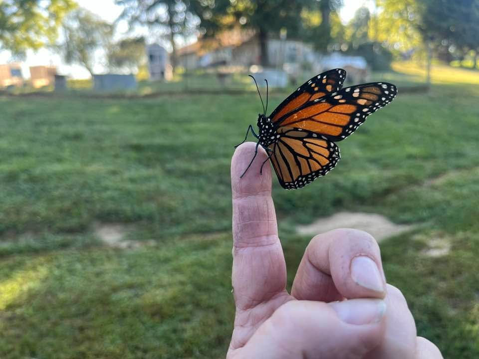 Picture of monarch butterfly on a finger.