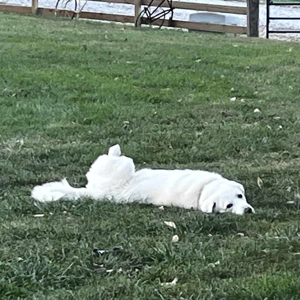 A rescue dog