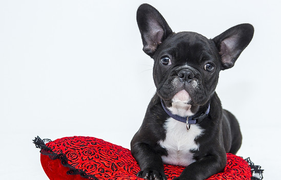 Puppy in Red Cushion