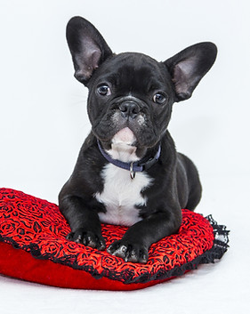 Puppy in Red Cushion