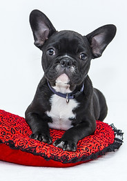 Puppy in Red Cushion