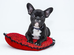 Puppy in Red Cushion