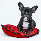 dog learning mat training