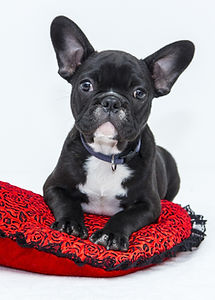Chiot dans le coussin rouge