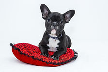 Puppy in Red Cushion