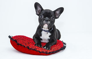 Puppy in Red Cushion