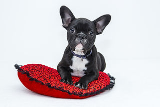 レッドクッションで子犬