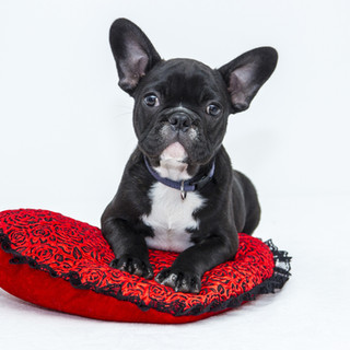 Puppy in Red Cushion