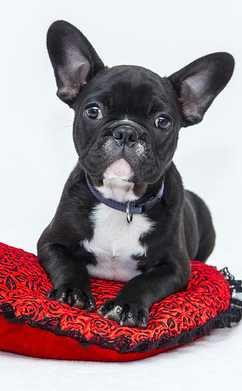 Cachorro en Cojín Rojo