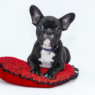 Puppy in Red Cushion