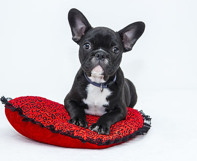 Dog Accessories