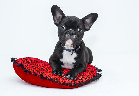 Puppy in Red Cushion