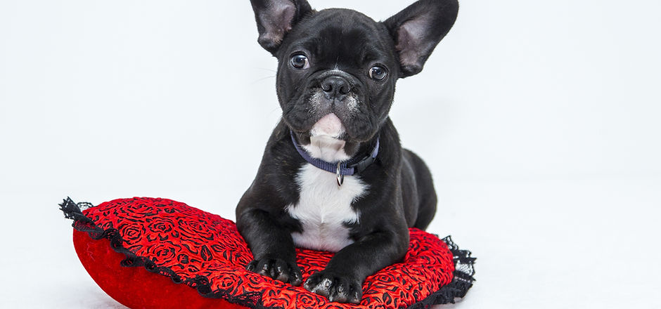 Puppy in Red Cushion