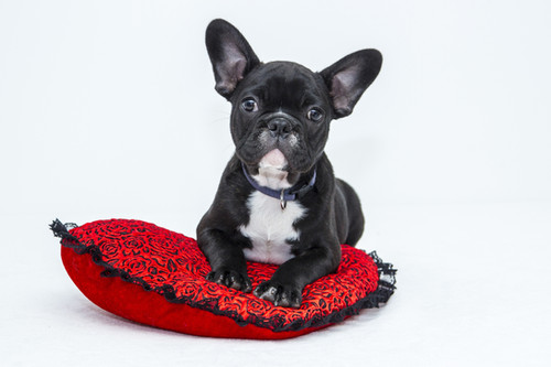6 Week Puppy Course shropshire dog