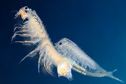 National-Sea-Monkey-Day