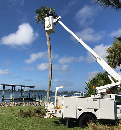 Tree Trimming Port Charlotte