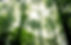 Foggy Forest_edited.jpg