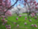 spring.jpg