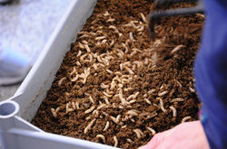 Black-Soldier-Fly-Larvae-in-frass-1068x7