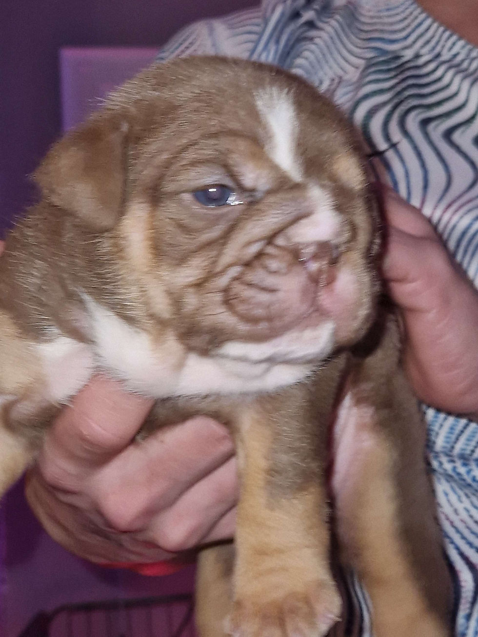 The English bulldog pups