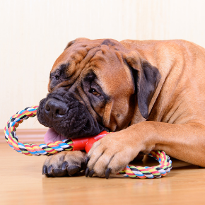 How to buy the perfect dog toys this Christmas