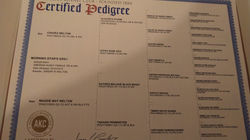 pedigree.jpg