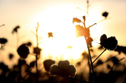 TN_Algodao Adriano Machado 01 .JPG