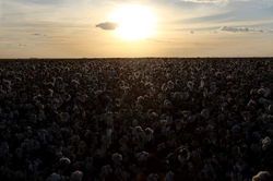 TN_BR_CottonHarvest_009.JPG
