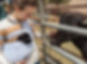a woman wearing a puppy in a sling while petting a water buffalo