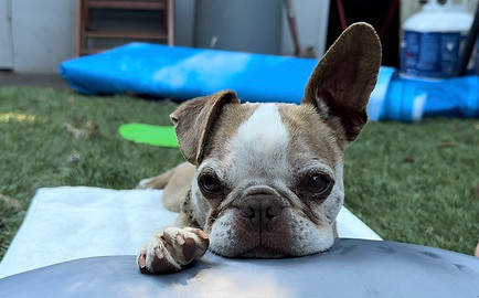 A Boston Terrier mix with one ear up and one ear down, resting his chin and paw on a pillow