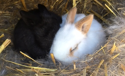 Stone FArm StudyCentre bunnies baby