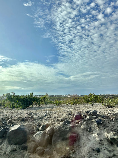 Santorini vineyards