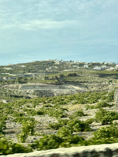 Santorini vineyards