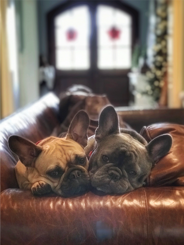 puggies.png