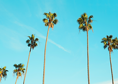 Palm Trees