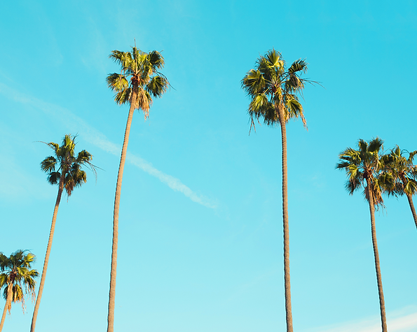 Palm Trees