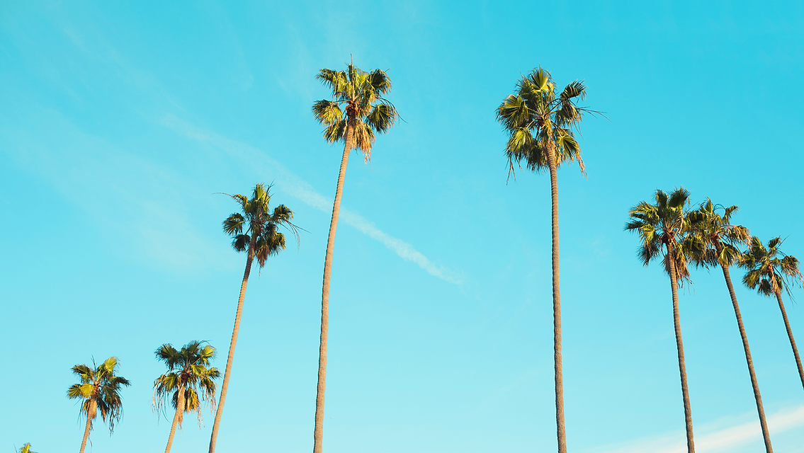 Palm Trees