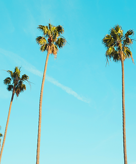 Tall Palm Trees