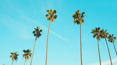 Palm Trees
