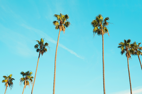 Palm Trees