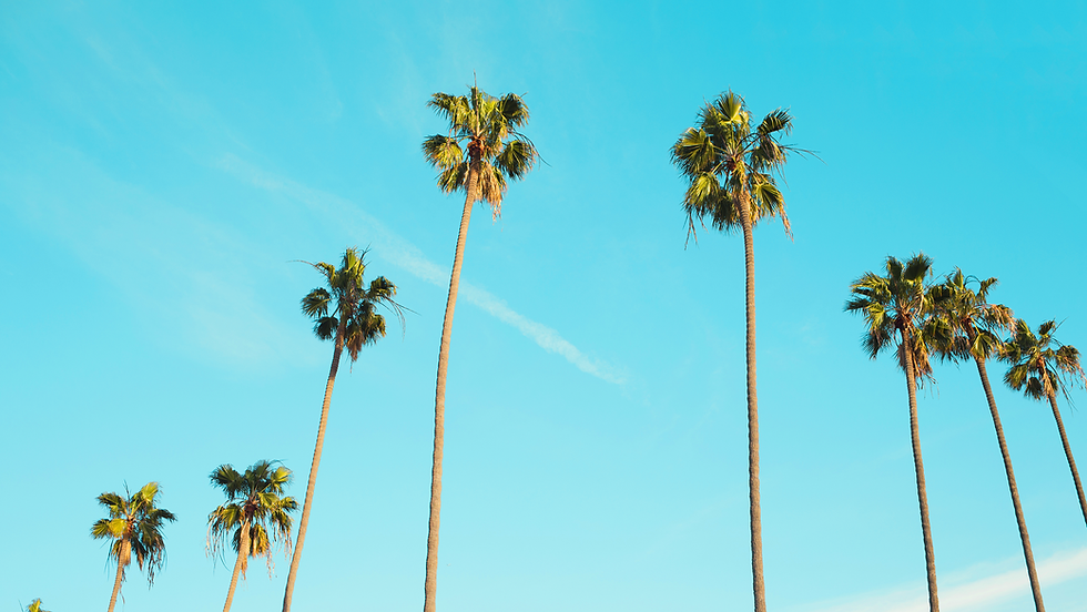 Tall Palm Trees