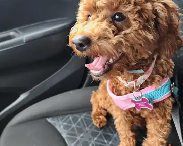 Little dog in the car