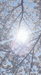 桜と光