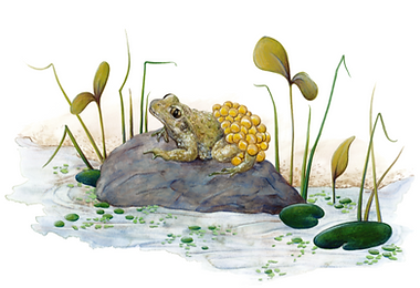 Lucie Fiore Illustration Grenouille Agenda Nature Wapiti