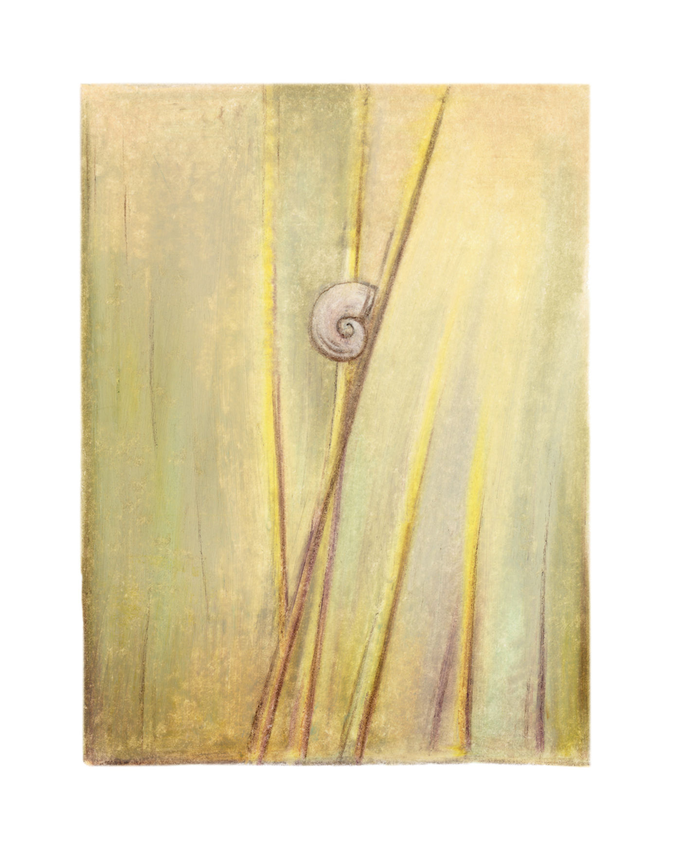 Escargot ensoleillé