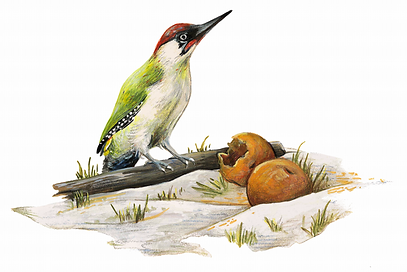 Lucie Fiore Illustration Agenda Nature Wapiti pic vert