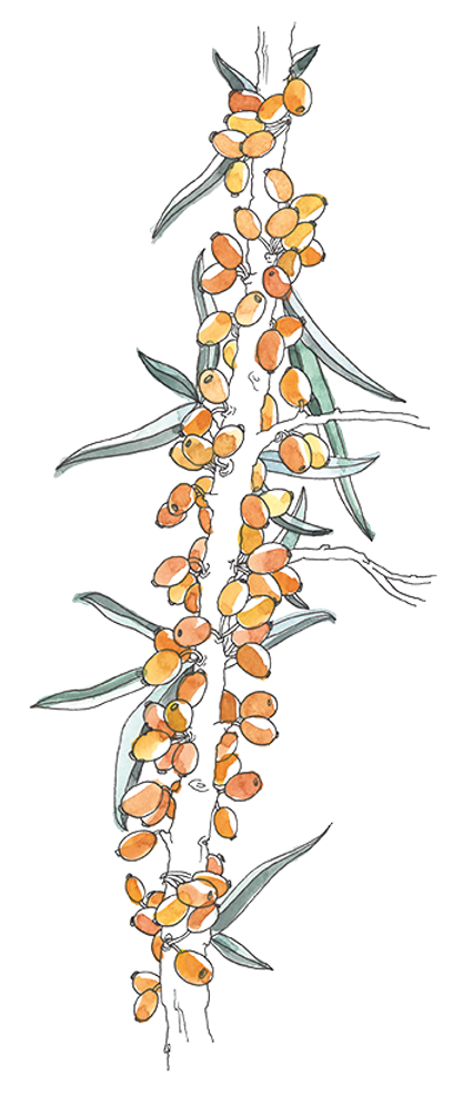 Lucie Fiore Illustration epine argousier Pro Natura