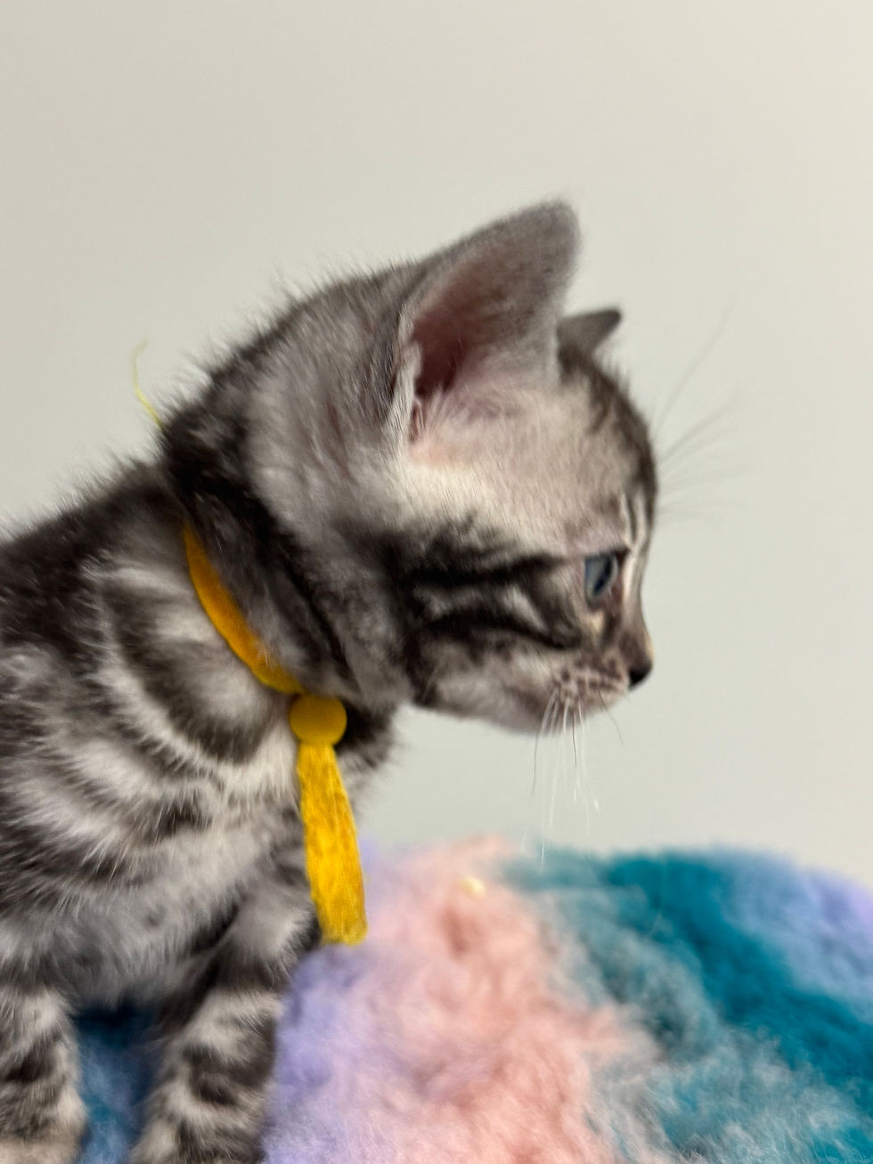 Thumbnail: Silver charcoal male