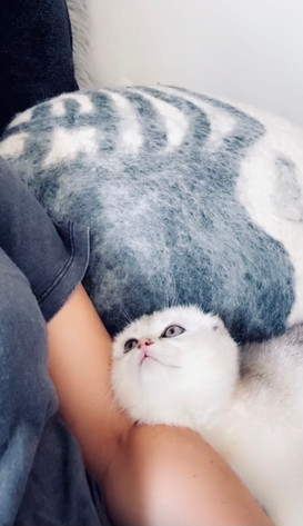 Say My Cat Name