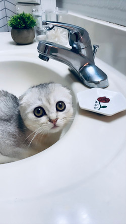 Rent Free Cat Kitten in Sink